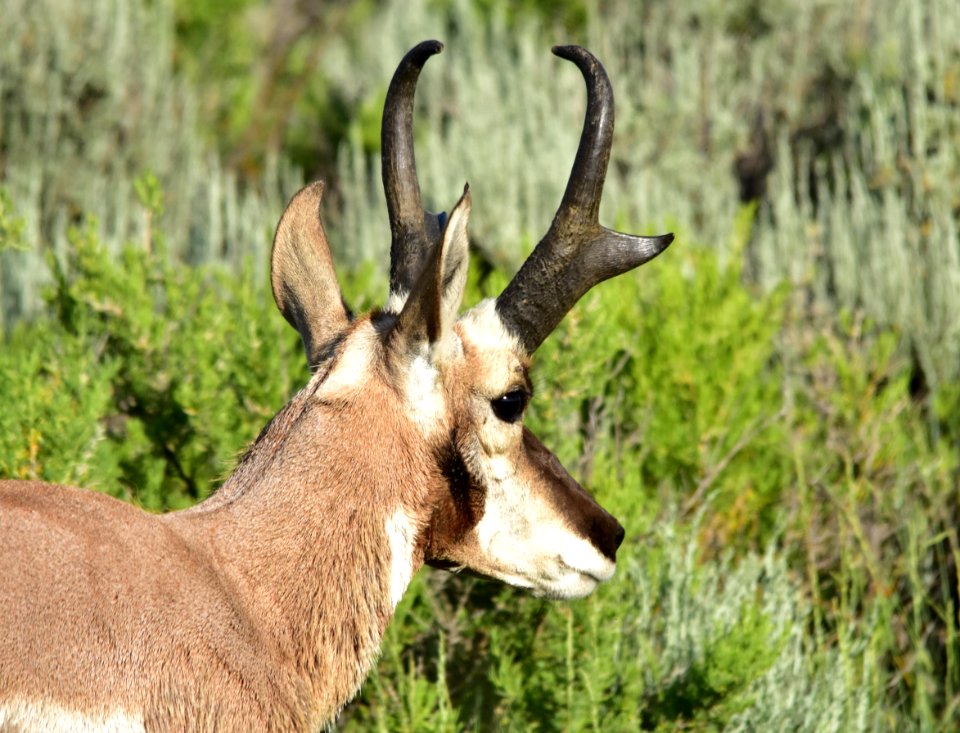 Pronghorn at Arapaho National Wildlife Refuge