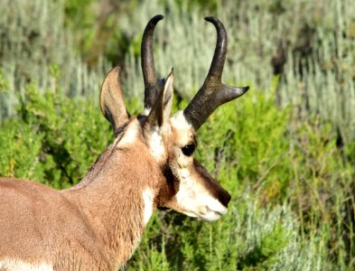 Pronghorn at Arapaho National Wildlife Refuge