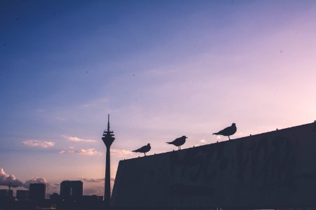 3 Little Birds, Düsseldorf