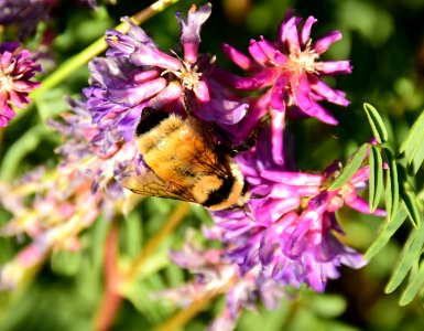Golden northern bumble bee nectaring on two grooved milkvetch at Arapaho NWR