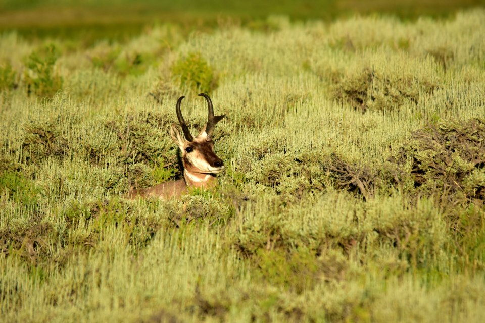 Pronghorn at Arapaho National Wildlife Refuge
