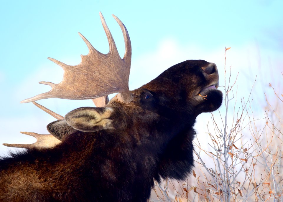 Moose at Seedskadee National Wildlife Refuge