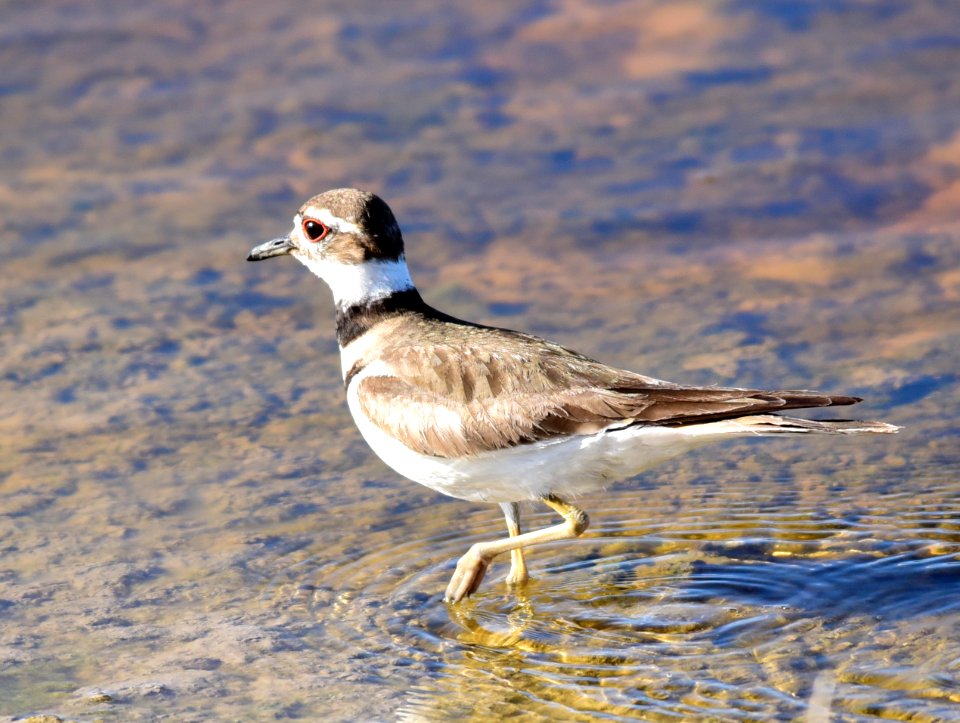 Killdeer at Seedskadee National Wildlife Refuge