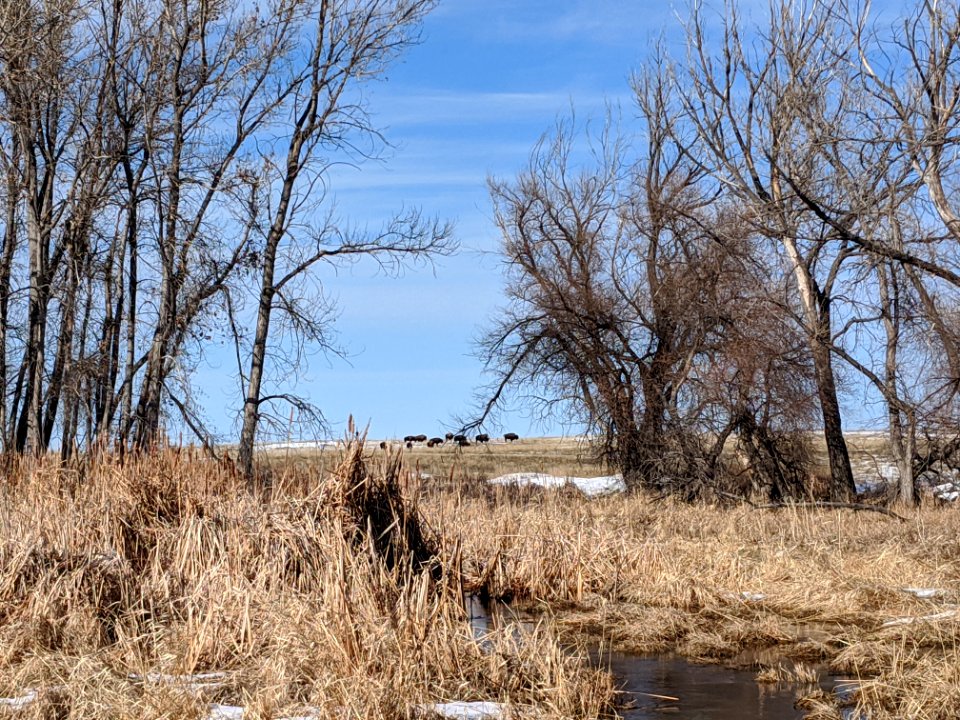 Bison in the distance