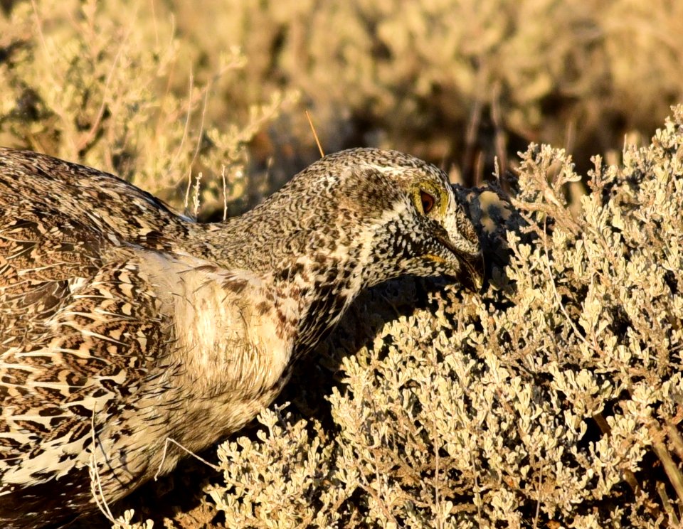 Greater sage-grouse at Seedskadee National Wildlife Refuge