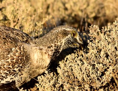 Greater sage-grouse at Seedskadee National Wildlife Refuge photo