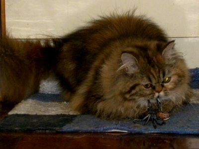 Cinnamon's Spider
