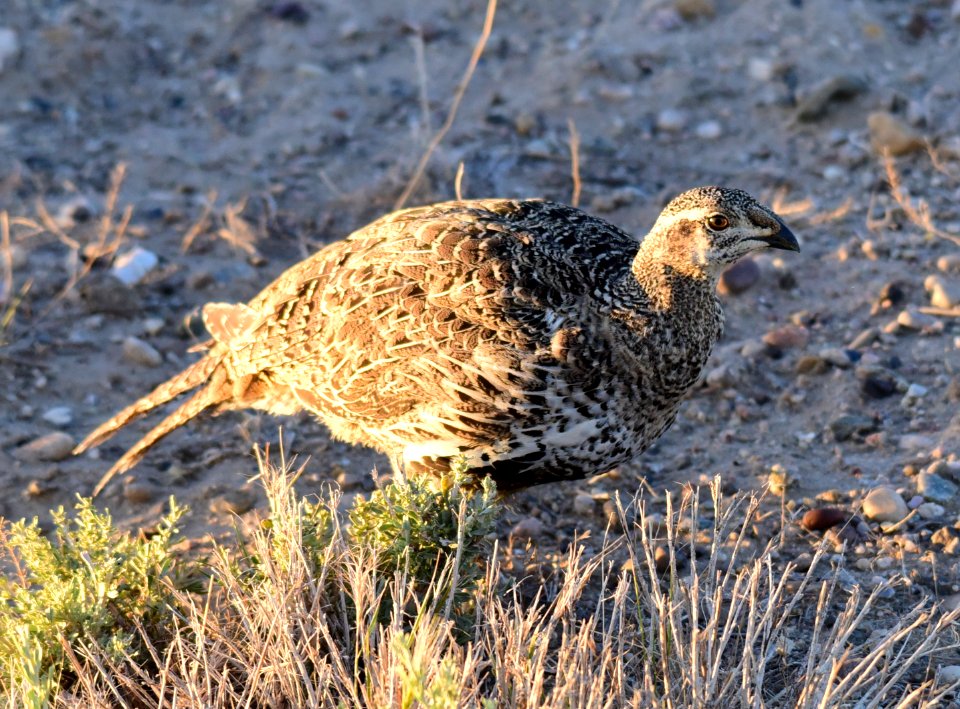 Greater sage-grouse at Seedskadee National Wildlife Refuge