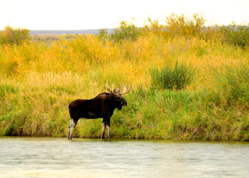 Moose at Seedskadee National Wildlife Refuge