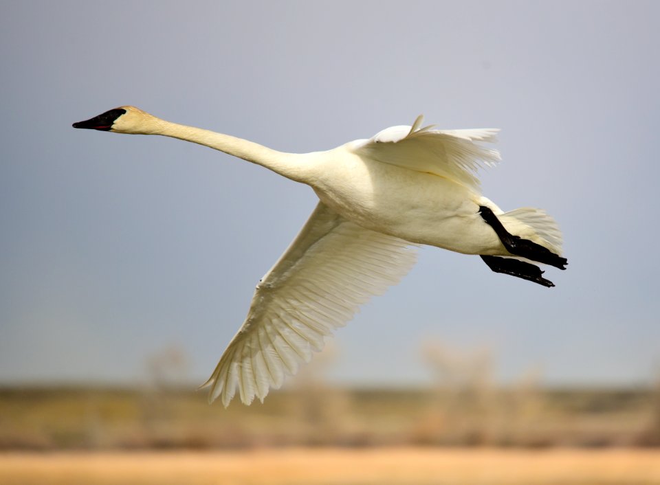 Trumpeter Swan at Seedskadee National Wildlife Refuge