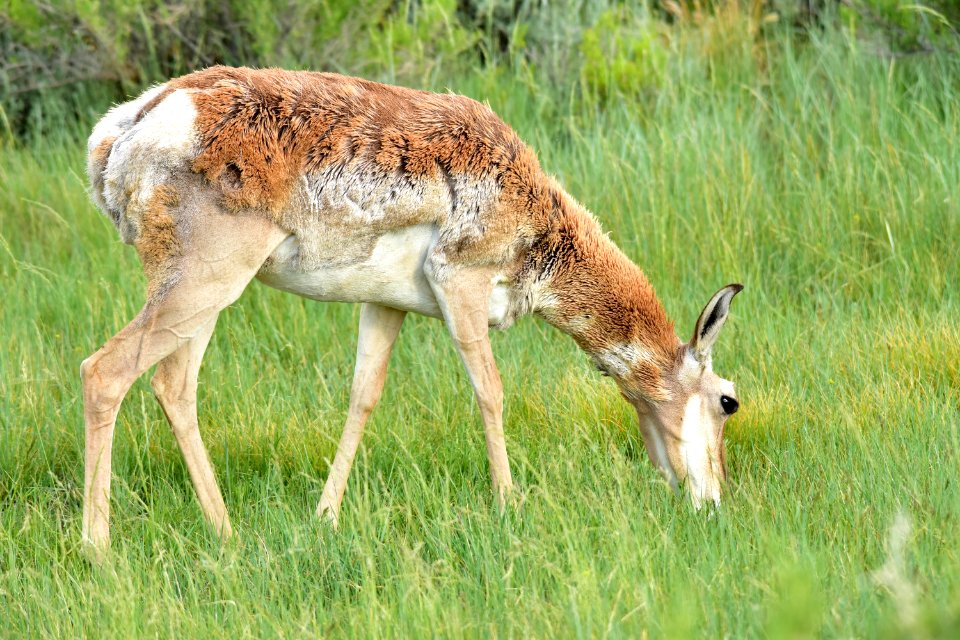 Pronghorn at Arapaho National Wildlife Refuge
