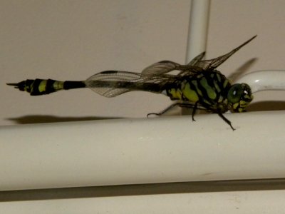 Australian Tiger Dragonfly (Ictinogomphus australis)