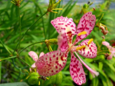 Leopard Lily at Lake Awoonga photo