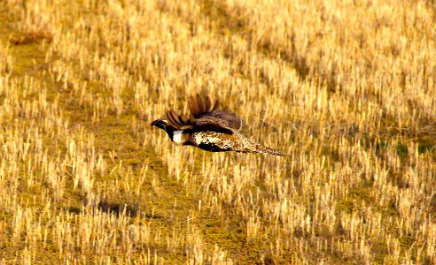 Colorado sage-grouse in flight II