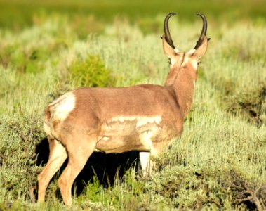 Pronghorn at Arapaho National Wildlife Refuge