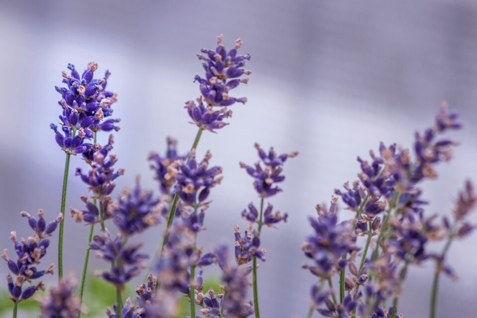 Lavender balcony plant flower box