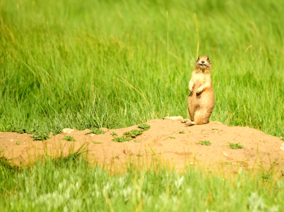White-tailed prairie dog at Arapaho National Wildlife Refuge
