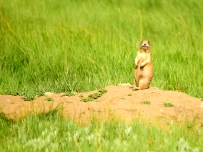 White-tailed prairie dog at Arapaho National Wildlife Refuge