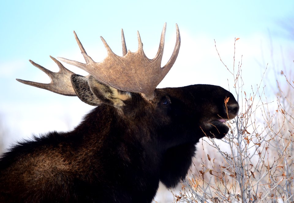 Moose at Seedskadee National Wildlife Refuge