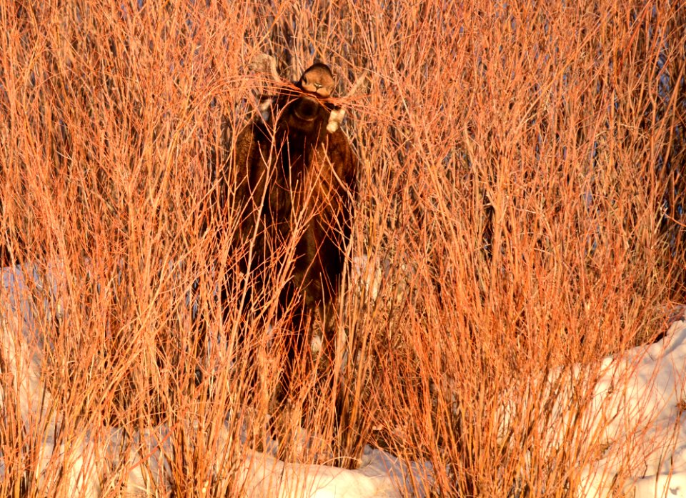 Moose at Seedskadee National Wildlife Refuge