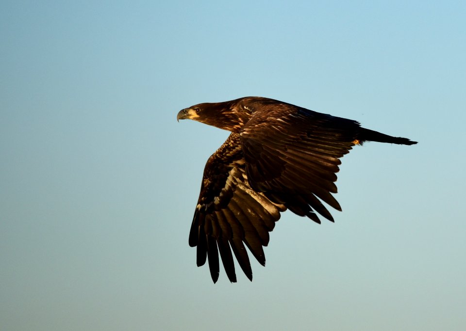 Bald eagle at Seedskadee National Wildlife Refuge