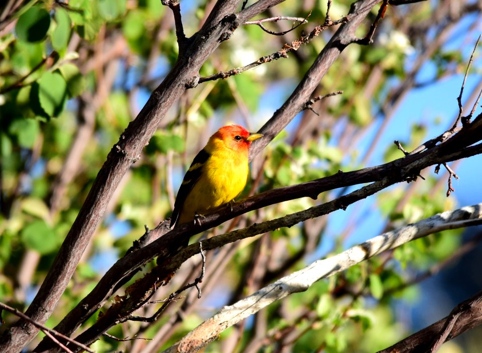 Western Tanager at Seedskadee National Wildlife Refuge