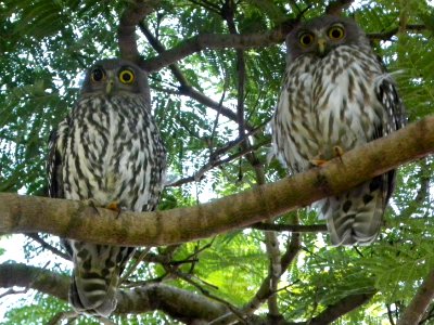 Barking Owls (Ninox connivens) photo