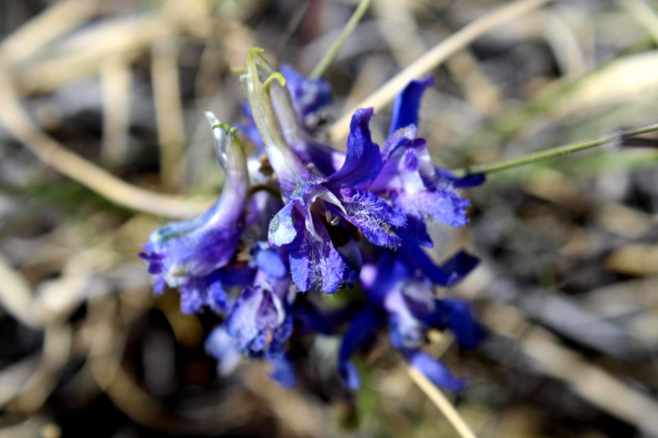 Tall mountain larkspur (Delphinium scaposum)