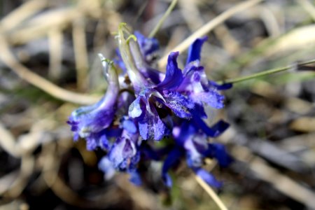 Tall mountain larkspur (Delphinium scaposum)