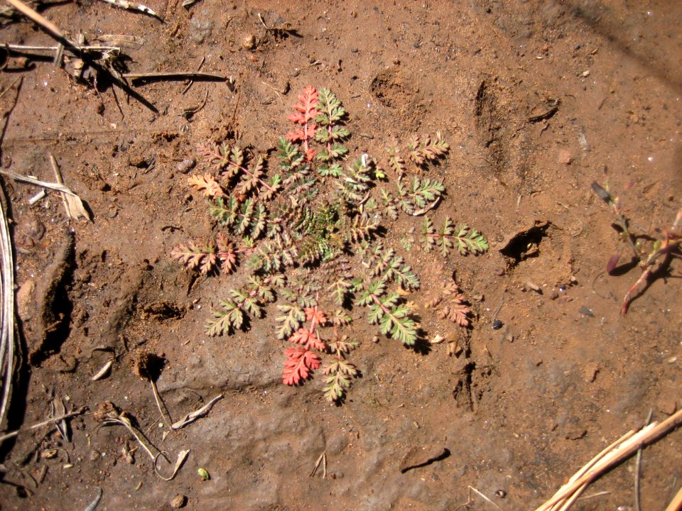 Desert snowflake