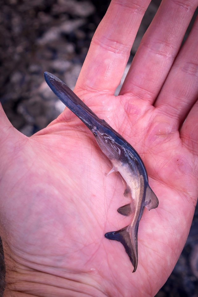 Paddlefish Fingerling