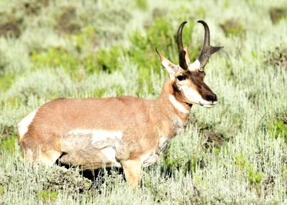 Pronghorn at Arapaho National Wildlife Refuge