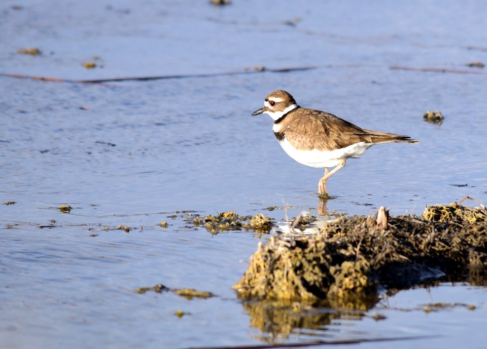Killdeer on Seedskadee National Wildlife Refuge