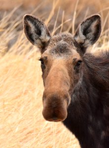 Moose at Seedskadee National Wildlife Refuge