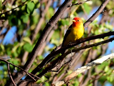 Western Tanager at Seedskadee National Wildlife Refuge