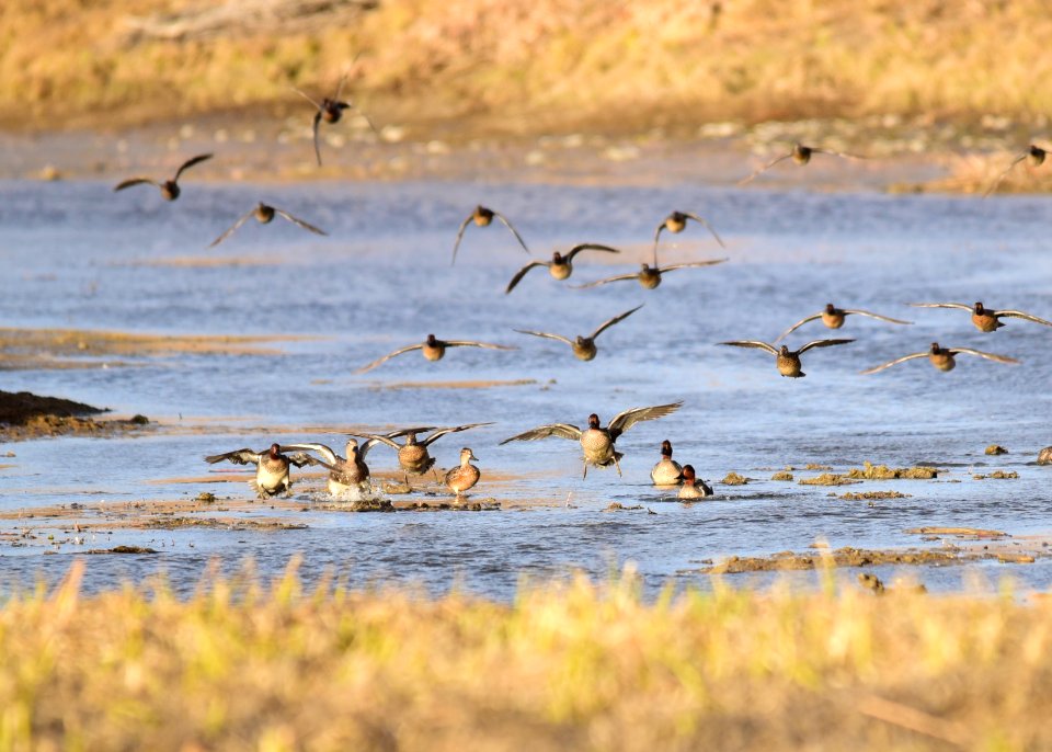 Green-winged teal at Seedskadee National Wildlife Refuge