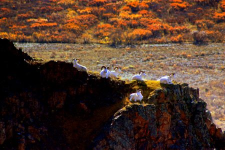 2010 DENA Sheep3 KenHill