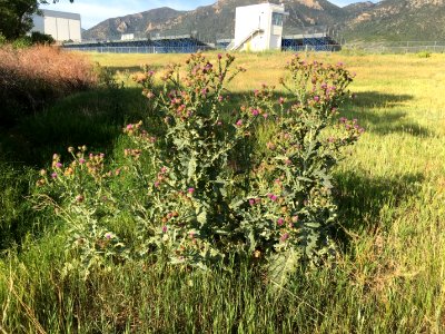 Scotch Thistle USAFA