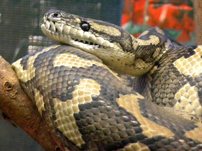 Carpet Python (Morelia spilota) photo