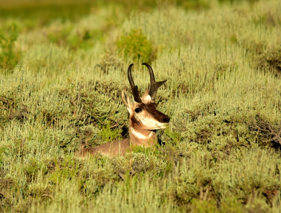 Pronghorn at Arapaho National Wildlife Refuge