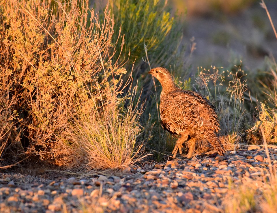 Greater sage-grouse at Seedskadee National Wildlife Refuge