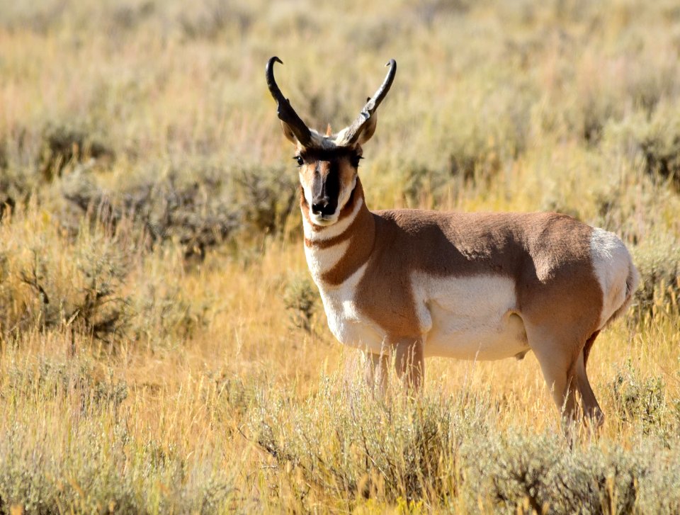 Pronghorn at Seedskadee National Wildlife Refuge