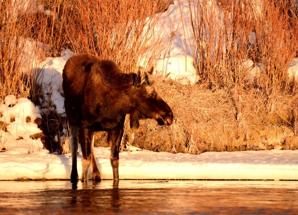 Moose at Seedskadee National Wildlife Refuge