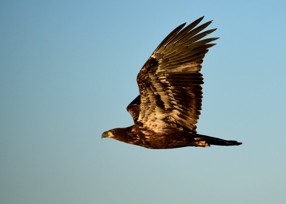 Bald eagle at Seedskadee National Wildlife Refuge