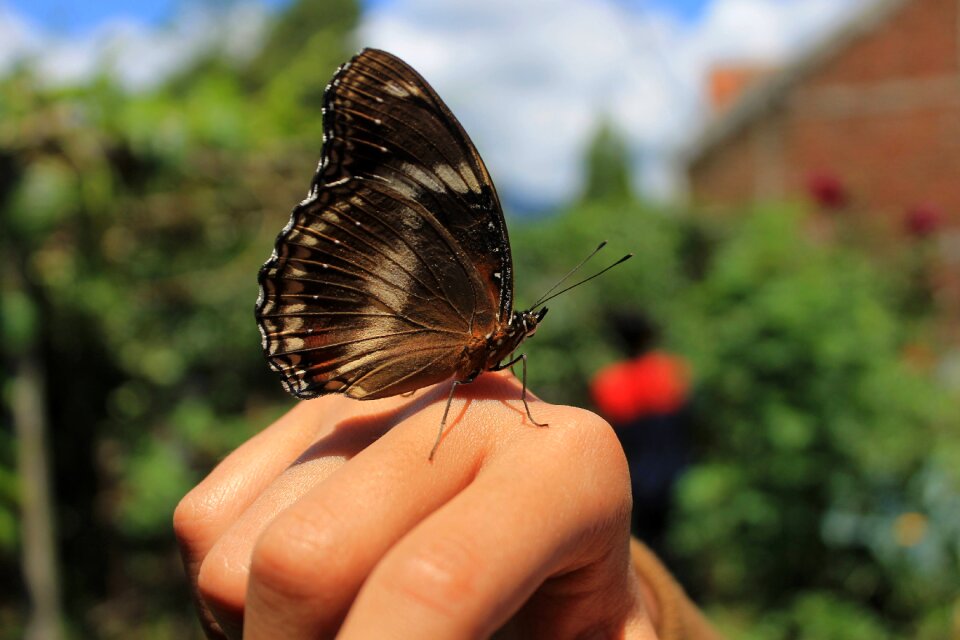 Insect animal nature