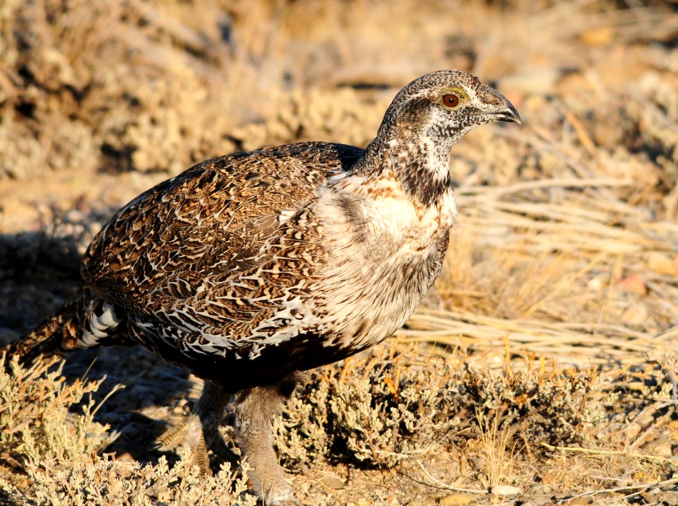 Greater sage-grouse at Seedskadee National Wildlife Refuge