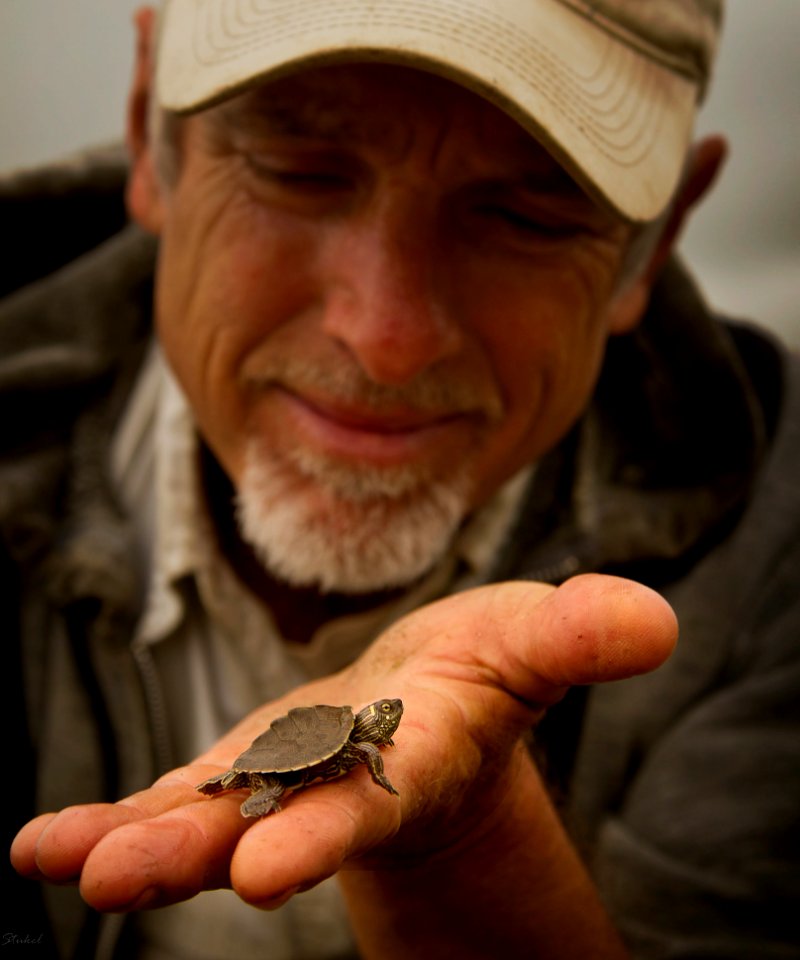 Juvenile False Map Turtle (Graptemys pseudogeographica)
