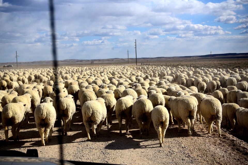 A Wyoming traffic jam at Seedskadee National Wildlife RefugeWR