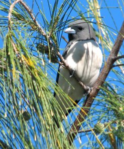 White-breasted Woodswallow photo