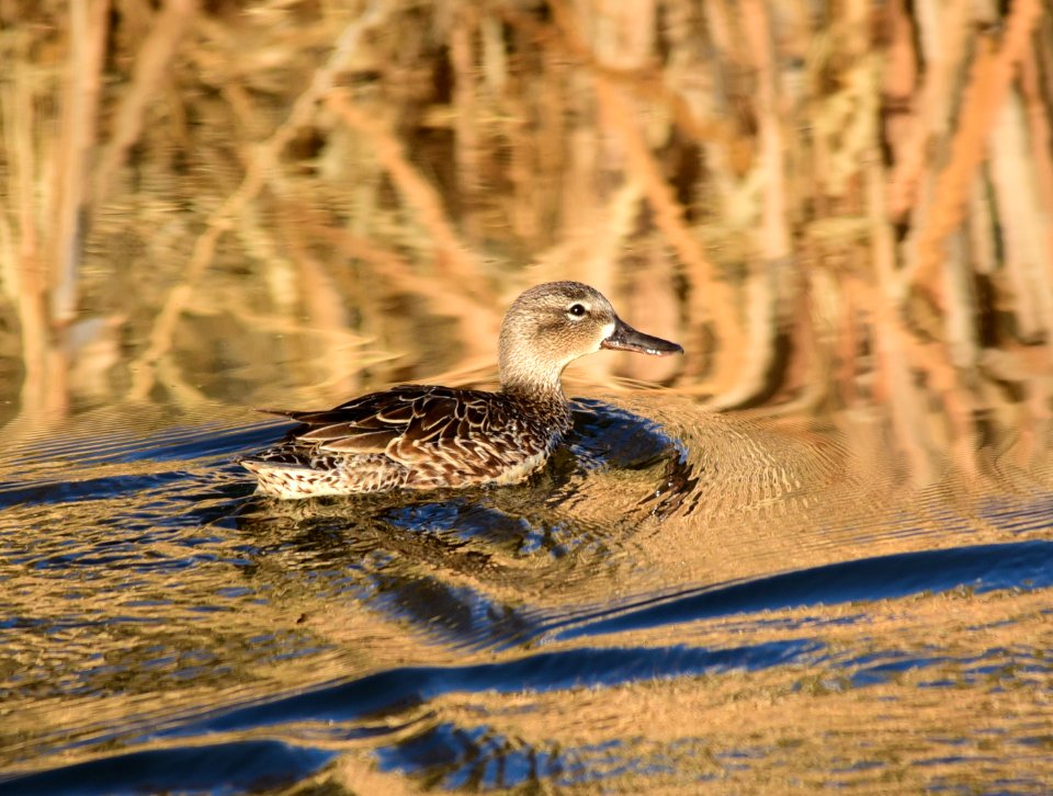 Blue-winged teal at Seedskadee National Wildlife Refuge